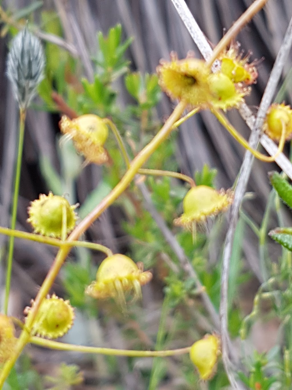 Drummond Nature Reserve | Wattening WA 6568, Australia