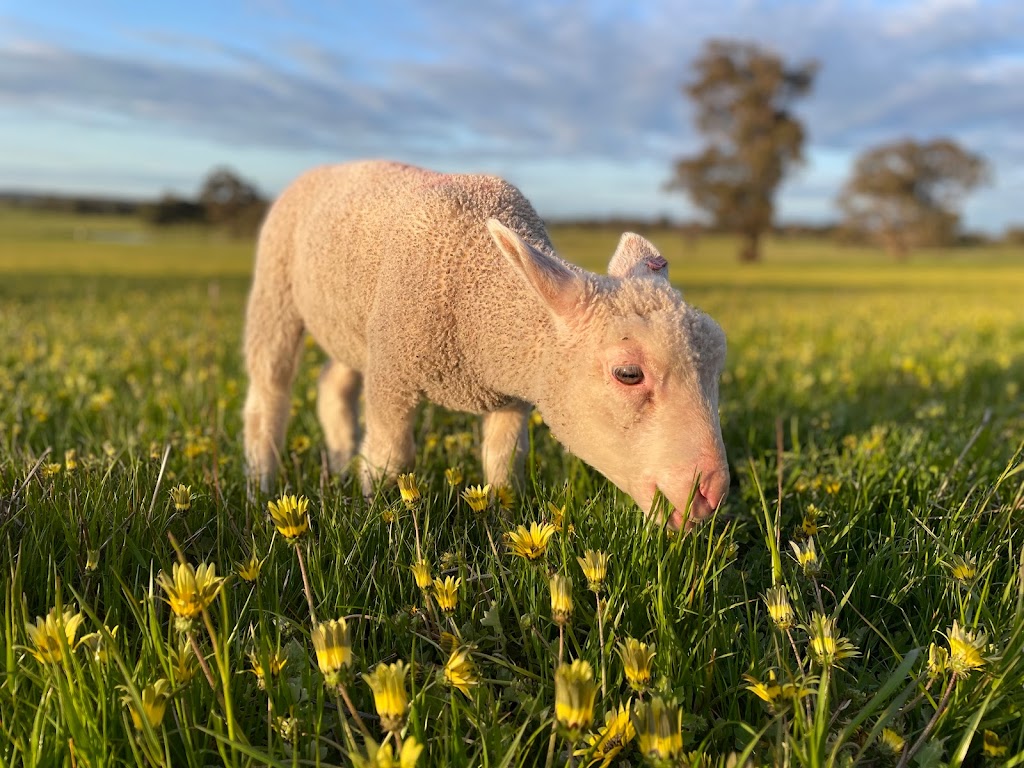 Goorambat Lamb Orphanage | food | 116 Benalla-Tocumwal Rd, Goorambat VIC 3725, Australia | 0484831411 OR +61 484 831 411