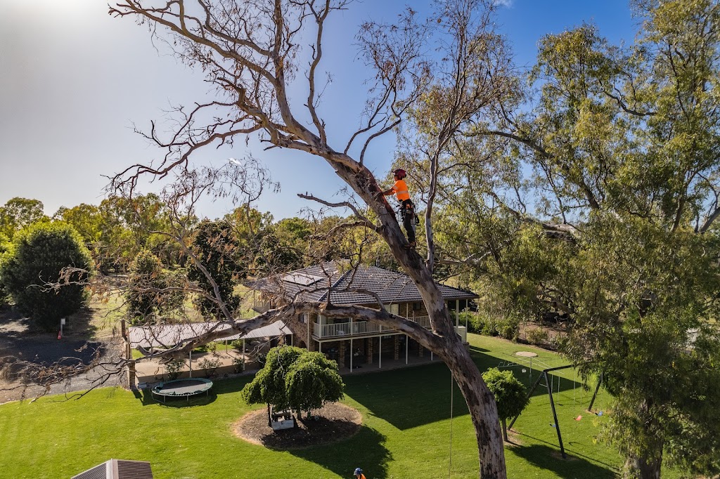 Dubbo Tree Service | 18 Spence St, Dubbo NSW 2830, Australia | Phone: 0424 242 332