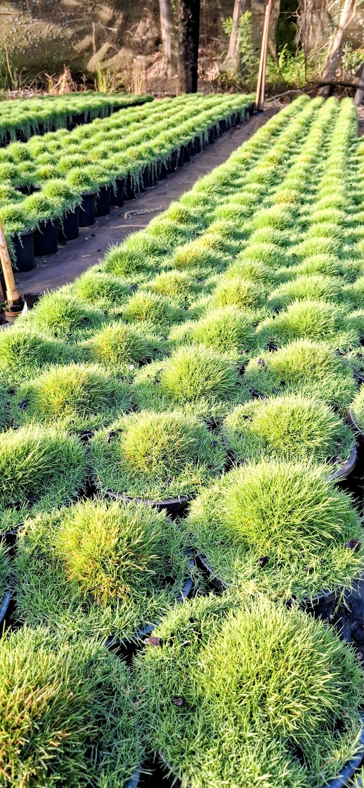 Cedarwood Nursery | 66 Warwick Park Rd, Wooyung NSW 2483, Australia | Phone: 0416 929 029