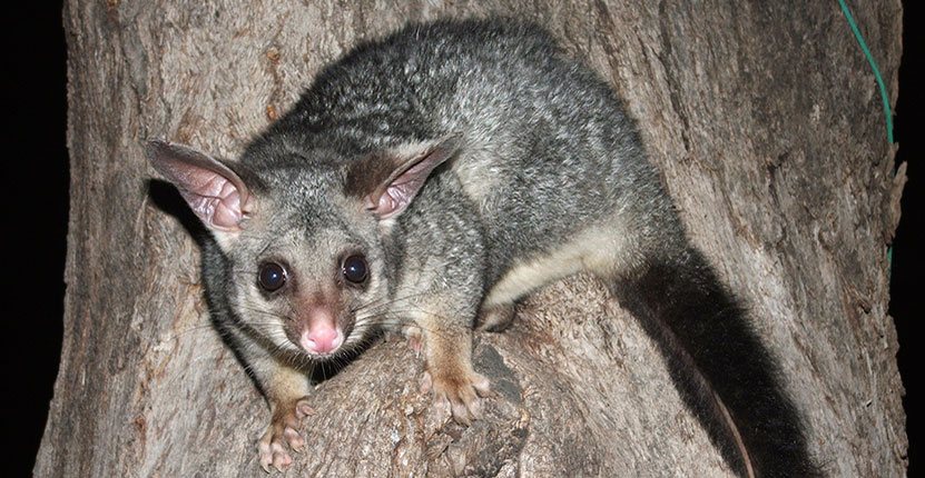 Humane Possum Removal Armstrong Creek | Rutherford Grove, Armstrong Creek VIC 3217, Australia | Phone: (03) 6724 2600