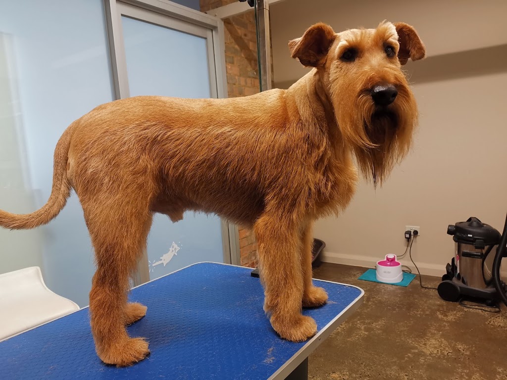 Sandy Paws Dog Grooming | Dog groomer near Reservoir, Thomastown | pet store | 20 Yarra Ave, Reservoir VIC 3073, Australia | 0385908901 OR +61 3 8590 8901
