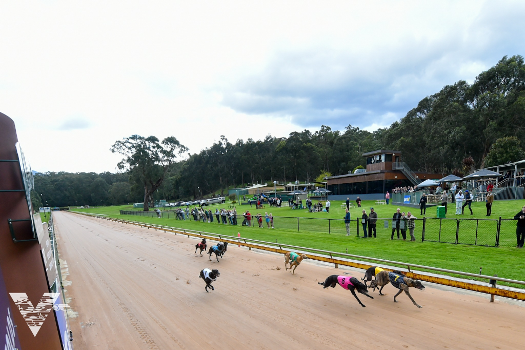 Healesville Greyhounds | 263 Don Rd, Healesville VIC 3777, Australia | Phone: (03) 5962 2420