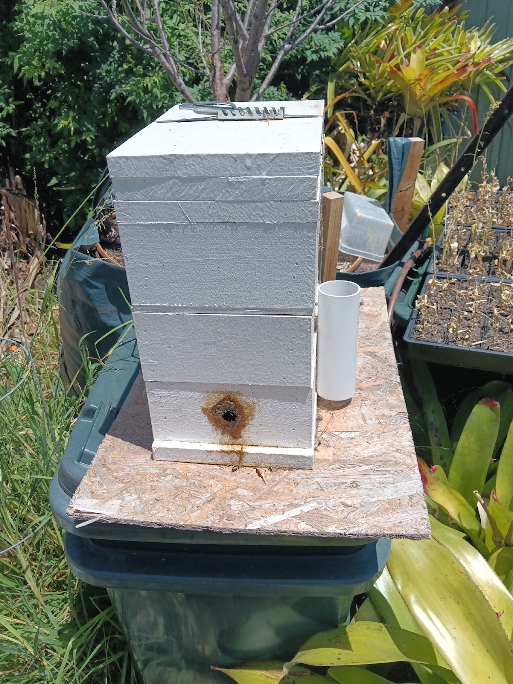 Beekeeping Honey & Native | 5 Fitzgibbon Ln, Rosemeadow NSW 2560, Australia | Phone: 1300 842 520