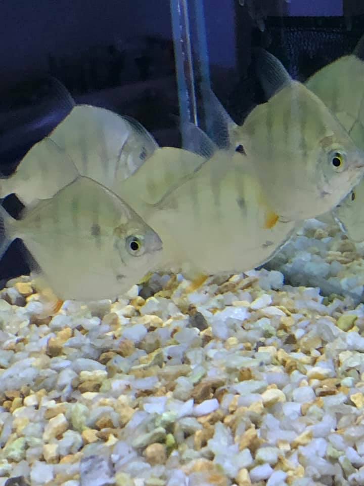Ashleighs Aquariums | pet store | 151 Lacey St, Whyalla Playford SA 5600, Australia | 0484859489 OR +61 484 859 489