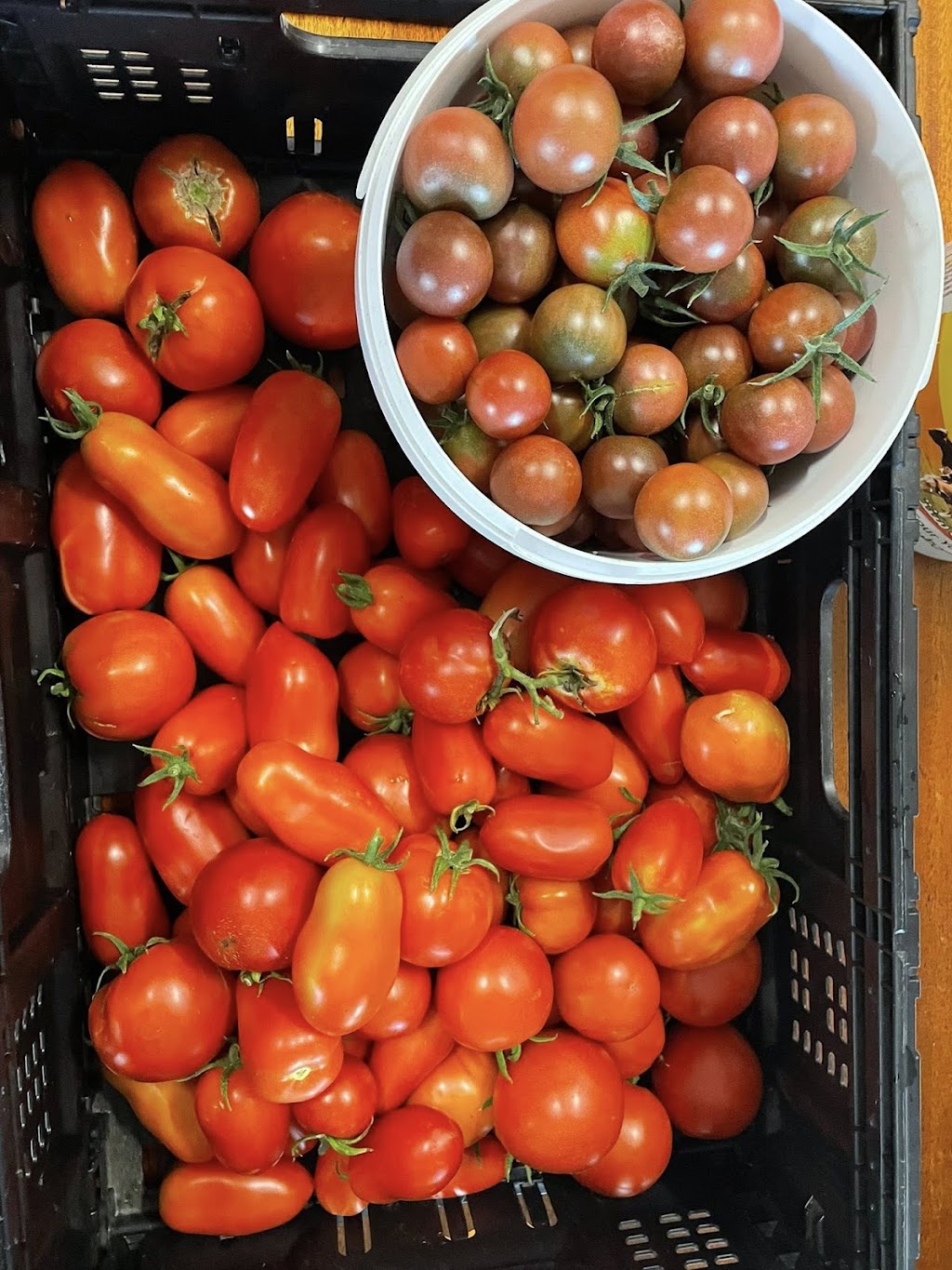 Thomson River Farms | 13 Commercial Rd, Heyfield VIC 3858, Australia | Phone: 0420 532 692