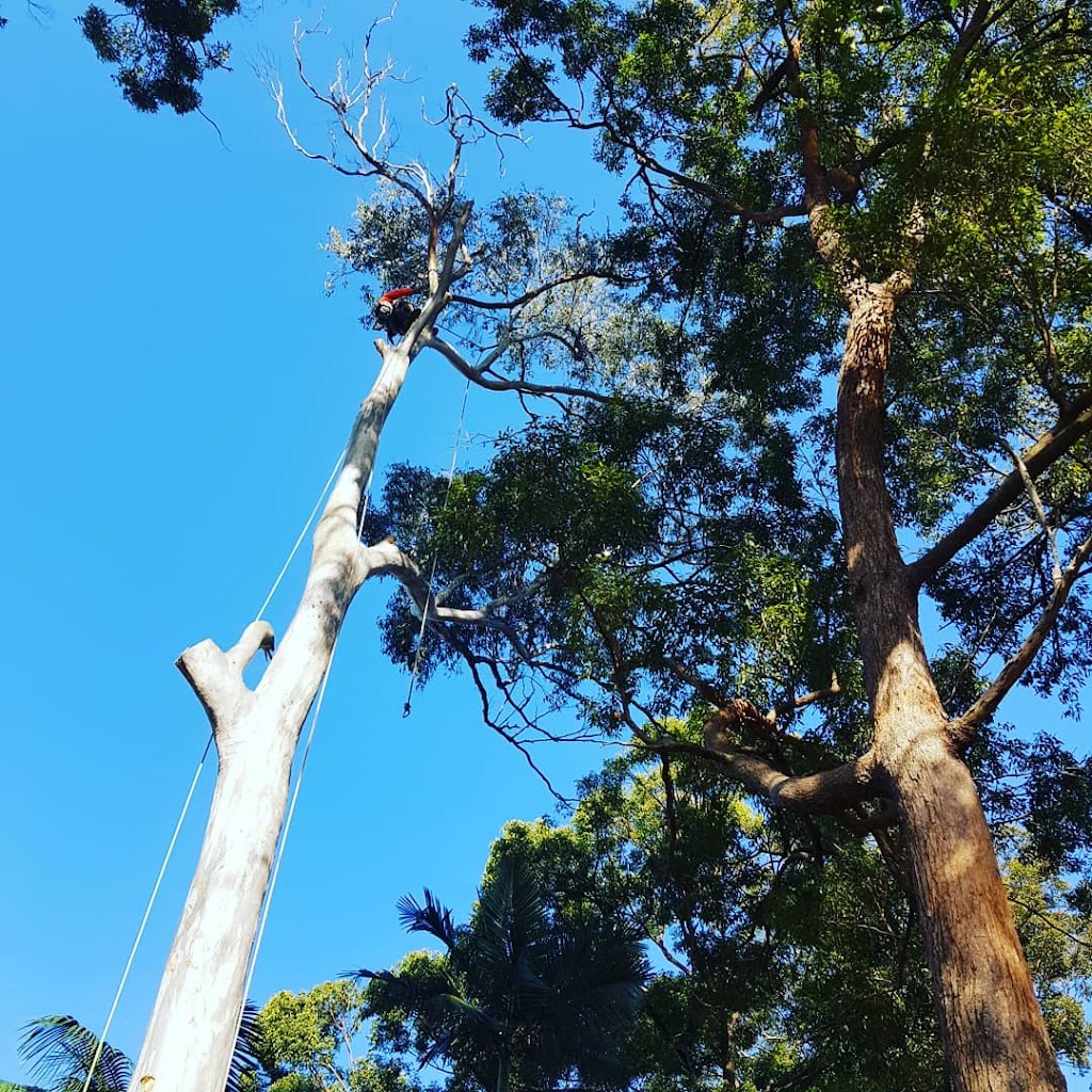 Redlands Tree Guy | 27 Howlett Rd, Capalaba QLD 4157, Australia | Phone: 0422 116 417