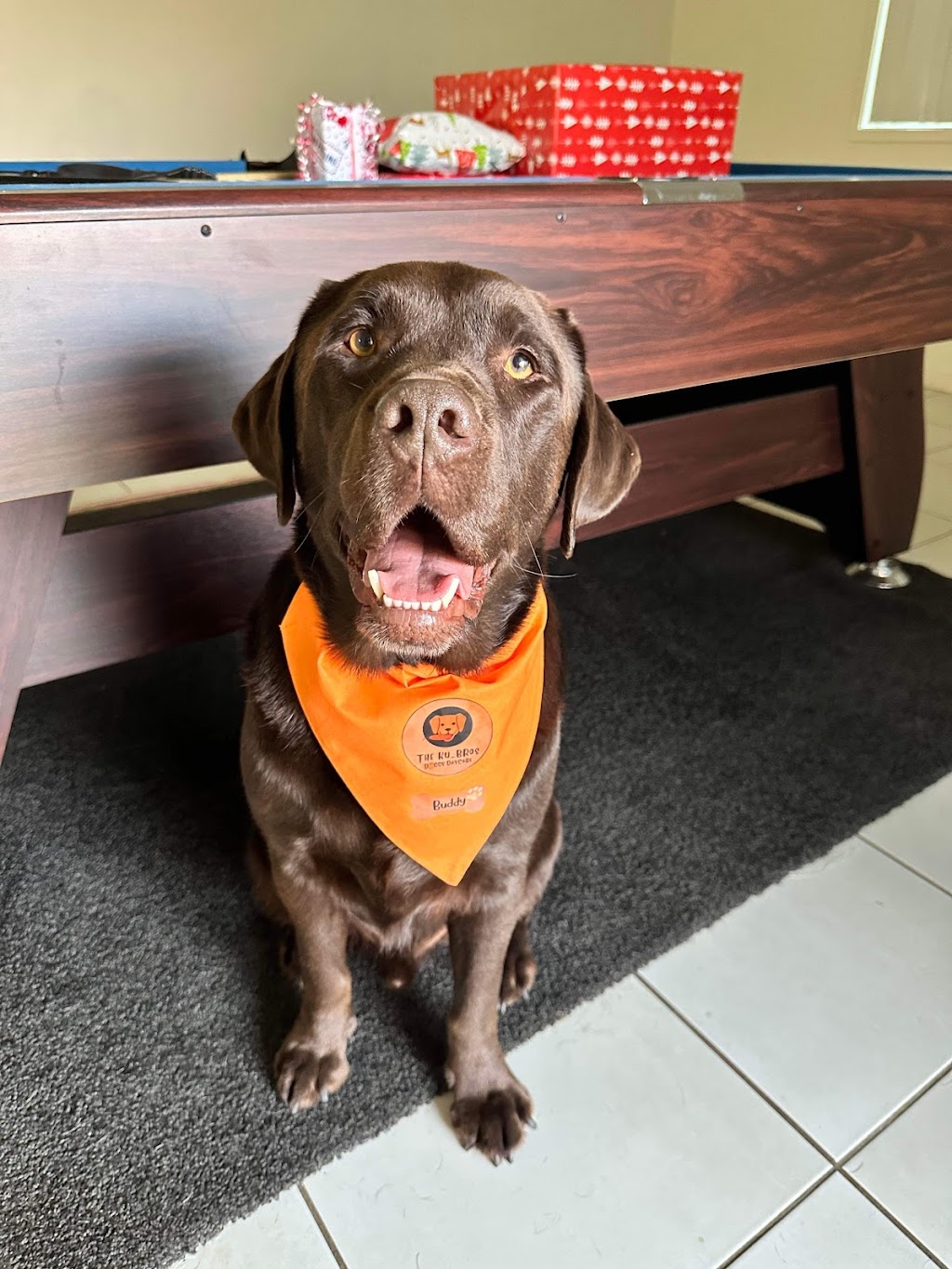 The Ku-bros Doggy Daycare | 127 Moorina Rd, Moorina QLD 4506, Australia | Phone: 0450 919 769