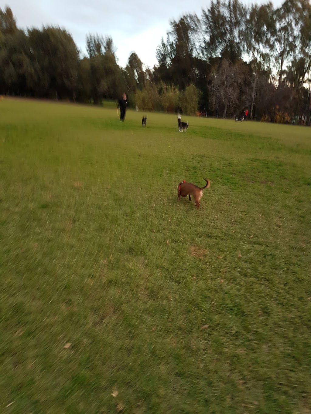 Orphanage Park - Off Lead Dog Park | park | Millswood SA 5034, Australia
