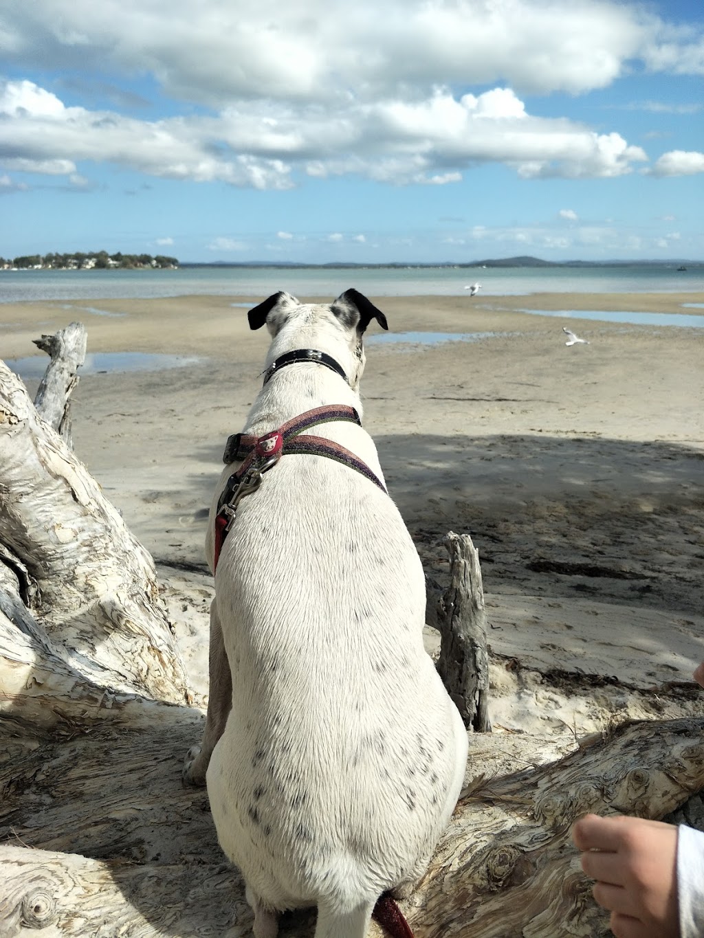 Billy Beach Off-Lead Dog Exercise Area | park | 4 Bay St, Mallabula NSW 2319, Australia