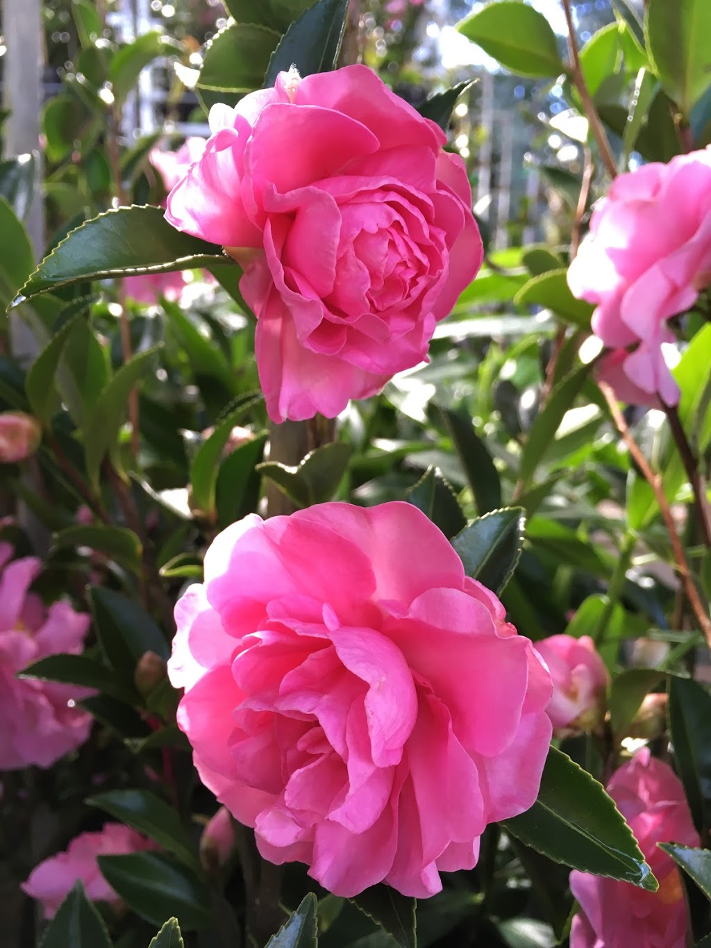 Rhodo Glen Nurseries - Camellia Grower |  | 6 Georges Rd, The Patch VIC 3792, Australia | 0397566245 OR +61 3 9756 6245