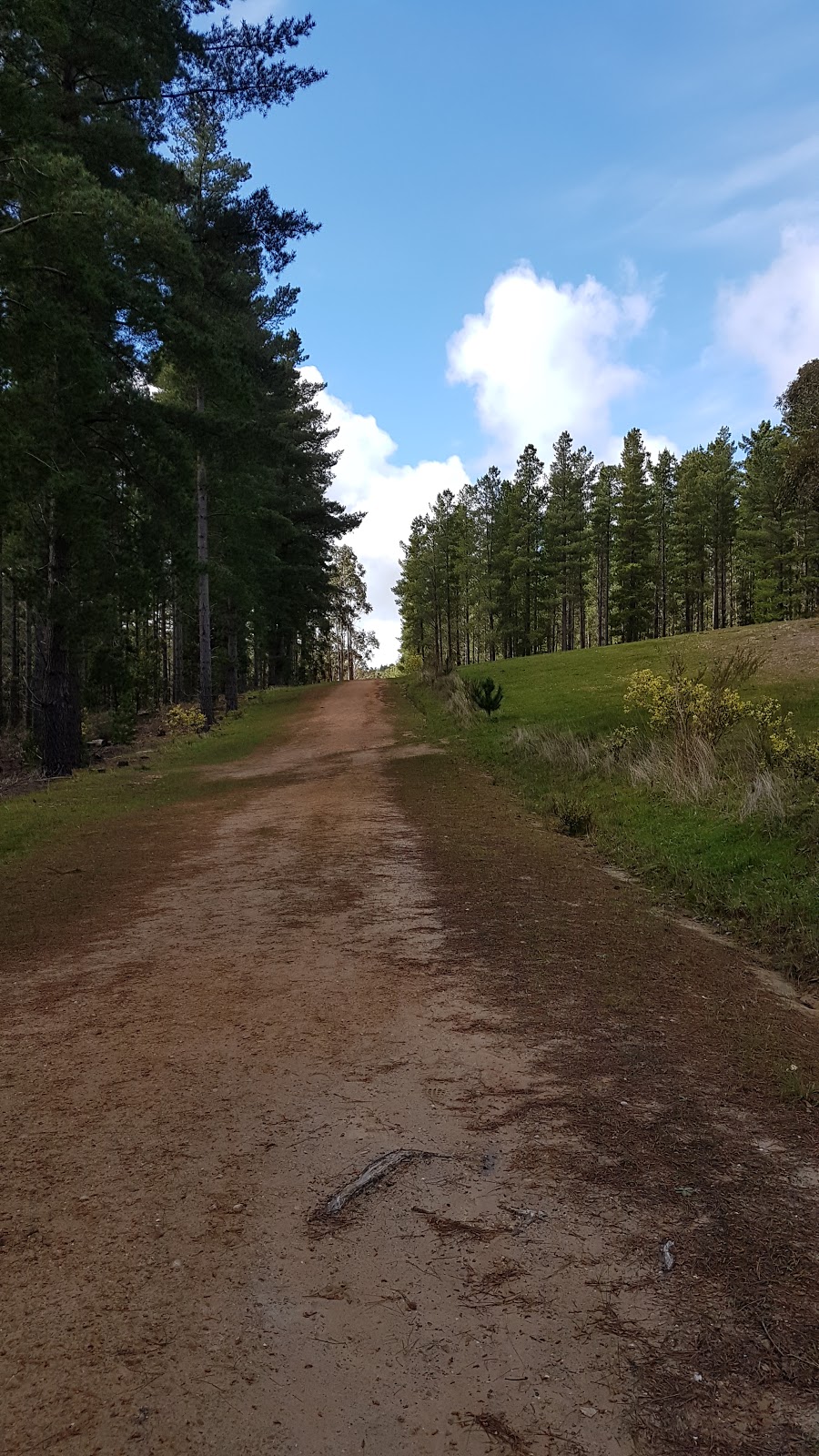Christmas Hill Forest | Tinjella Trail, Kuitpo SA 5201, Australia