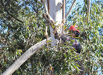 Hayden Tree Service | 11 Grn Hl Rd, Cooranbong NSW 2265, Australia | Phone: 0405 100 275