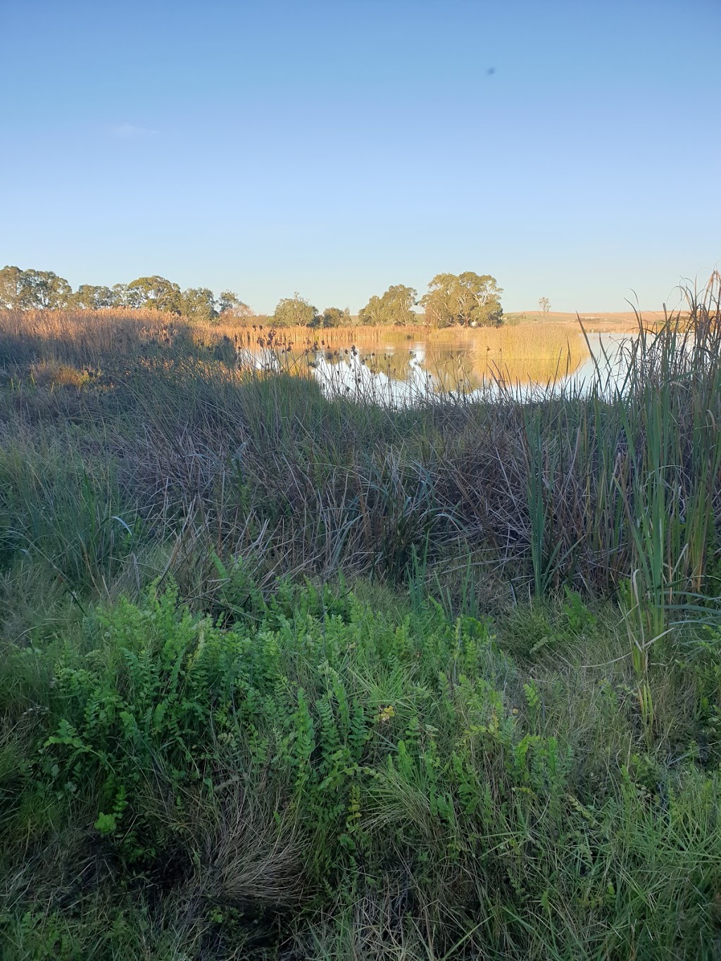 Swanport Wetlands | park | Boardwalk, Monteith SA 5253, Australia