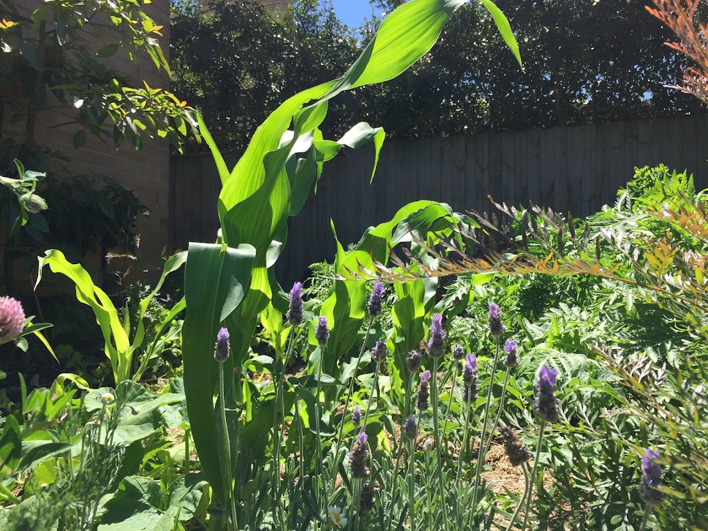 Golden Dawn Permaculture | 14a Hyde St, Fernmount NSW 2454, Australia | Phone: 0435 298 679
