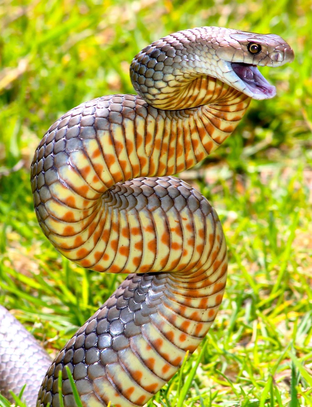 Snake safety |  | 69 Braeside Dr, Launching Place VIC 3796, Australia | 0432143228 OR +61 432 143 228