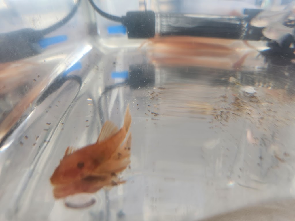 Fins N Feathers | 142 Edmond St, Marburg QLD 4346, Australia | Phone: 0477 722 570