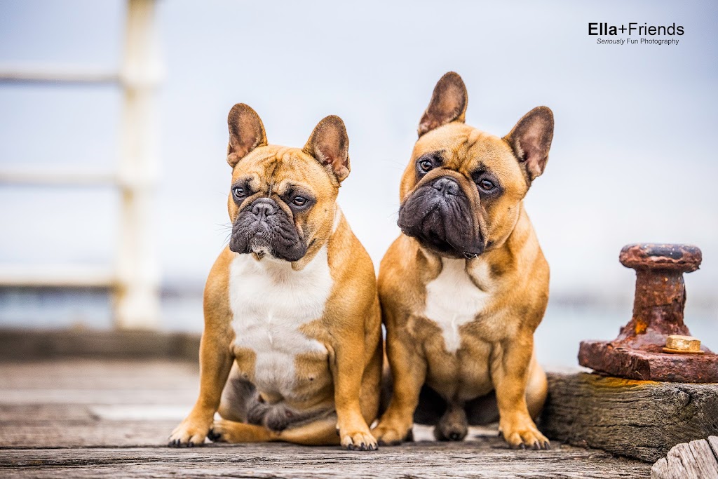 Ella+Friends Dog Photography | 8-12 Cass Ave, Croydon VIC 3136, Australia | Phone: (03) 9095 8200