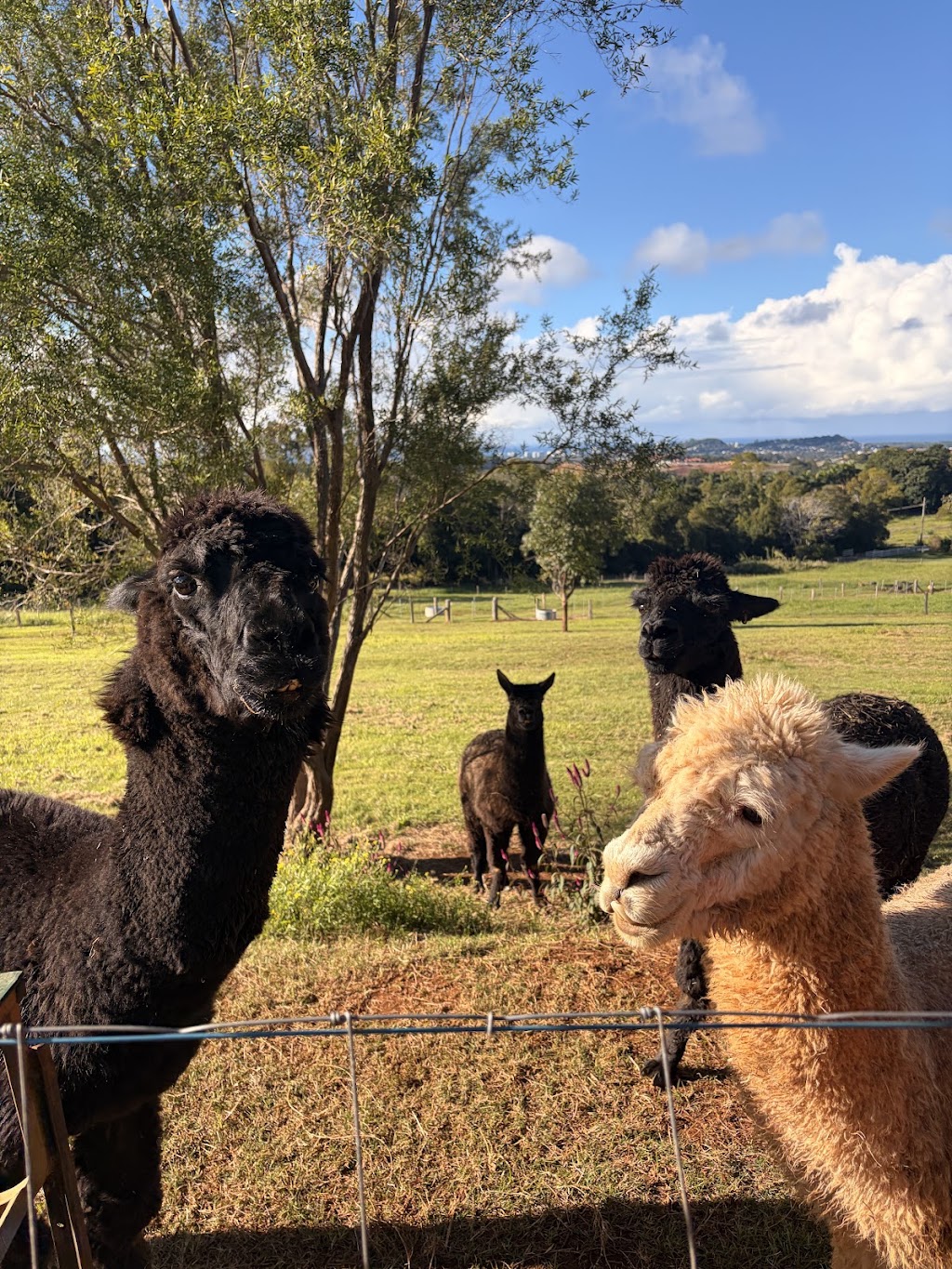 Grandvue Farm and Stay | 217 McAllisters Rd, Bilambil Heights NSW 2486, Australia | Phone: 0439 002 006