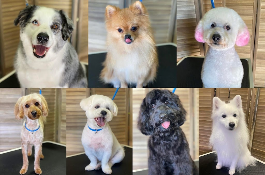Fetch & Co Dog Grooming Salon | 10 Sara St, Toronto NSW 2283, Australia | Phone: 0419 598 509
