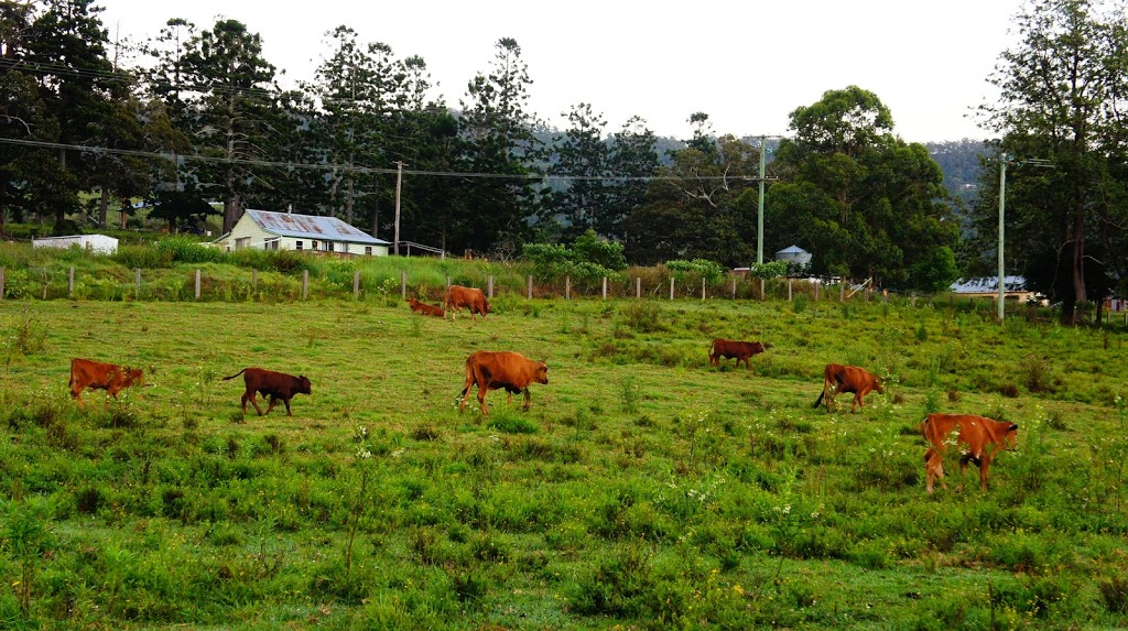 Stonefox Ranch | 302 & 324 Flying Fox Rd, Canungra QLD 4275, Australia | Phone: 0438 135 138