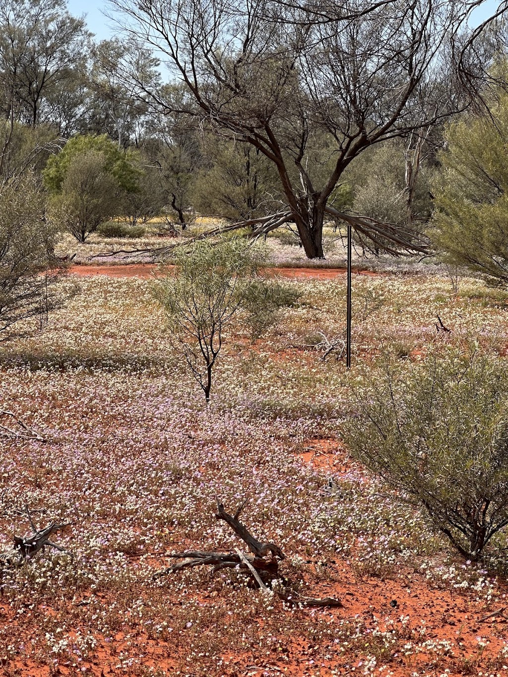 Naree Station | 14068 Dowling Track, Yantabulla NSW 2840, Australia | Phone: 1300 628 873