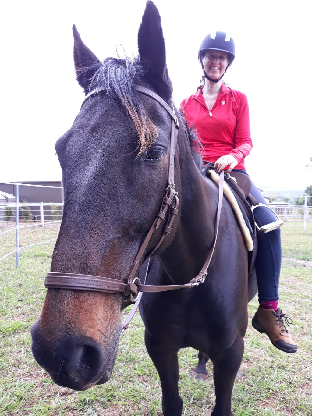 Happy Horses Bitless | 163 Bangalow Rd, Howards Grass NSW 2480, Australia | Phone: 0401 249 263