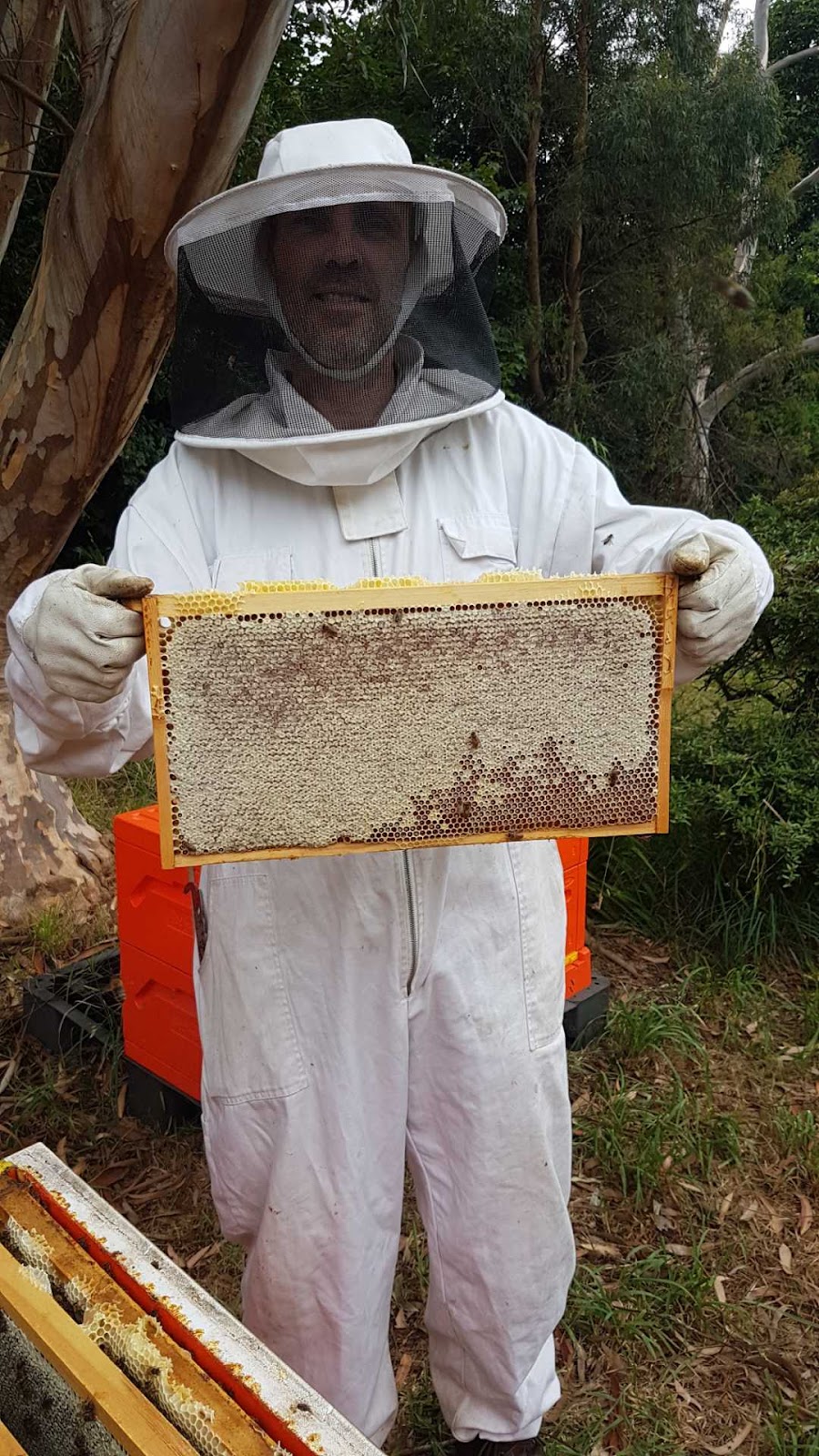 BeesFriend | 16 Shute Ave, Berwick VIC 3806, Australia | Phone: 0423 256 231