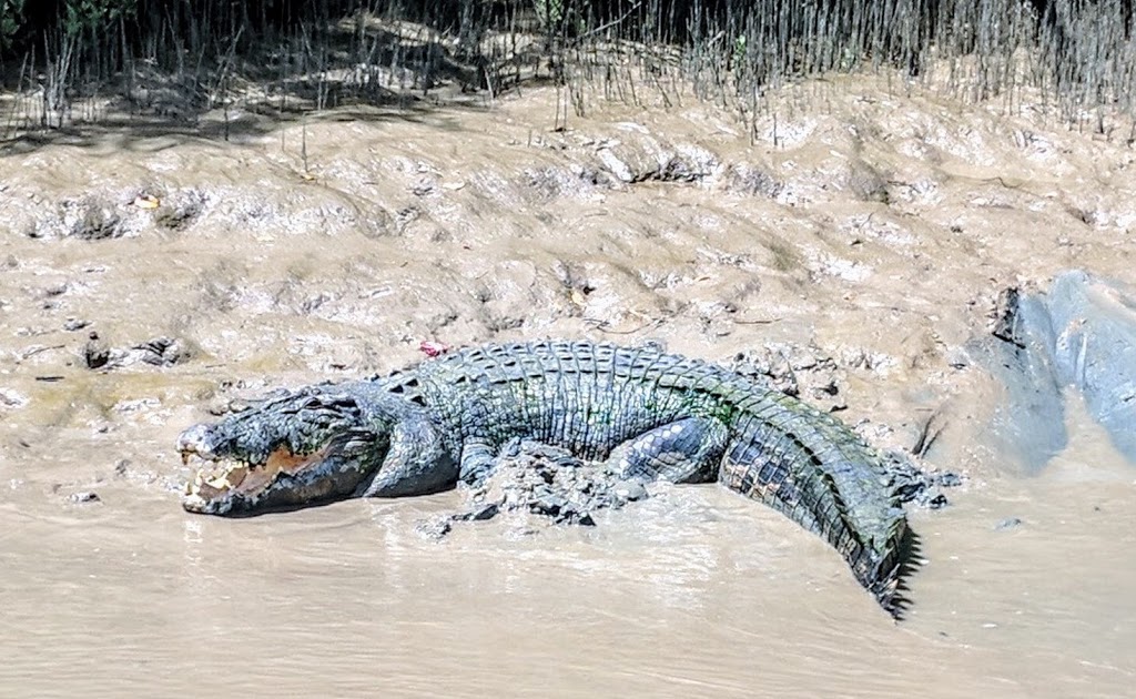 Spectacular Jumping Crocodile Cruise | Arnhem Hwy, Darwin NT 0836, Australia | Phone: (08) 8978 9077