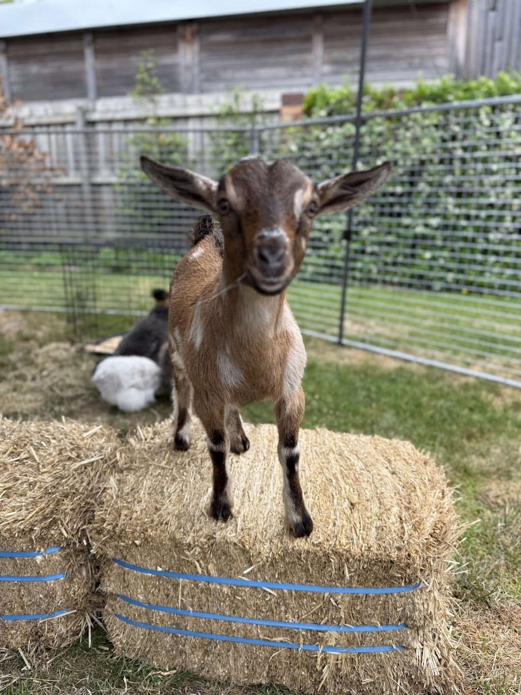 Noah’s Ark Mobile Animal Farm & Petting Zoo | 45 Gleeson Rd, Tynong VIC 3813, Australia | Phone: 0402 008 321