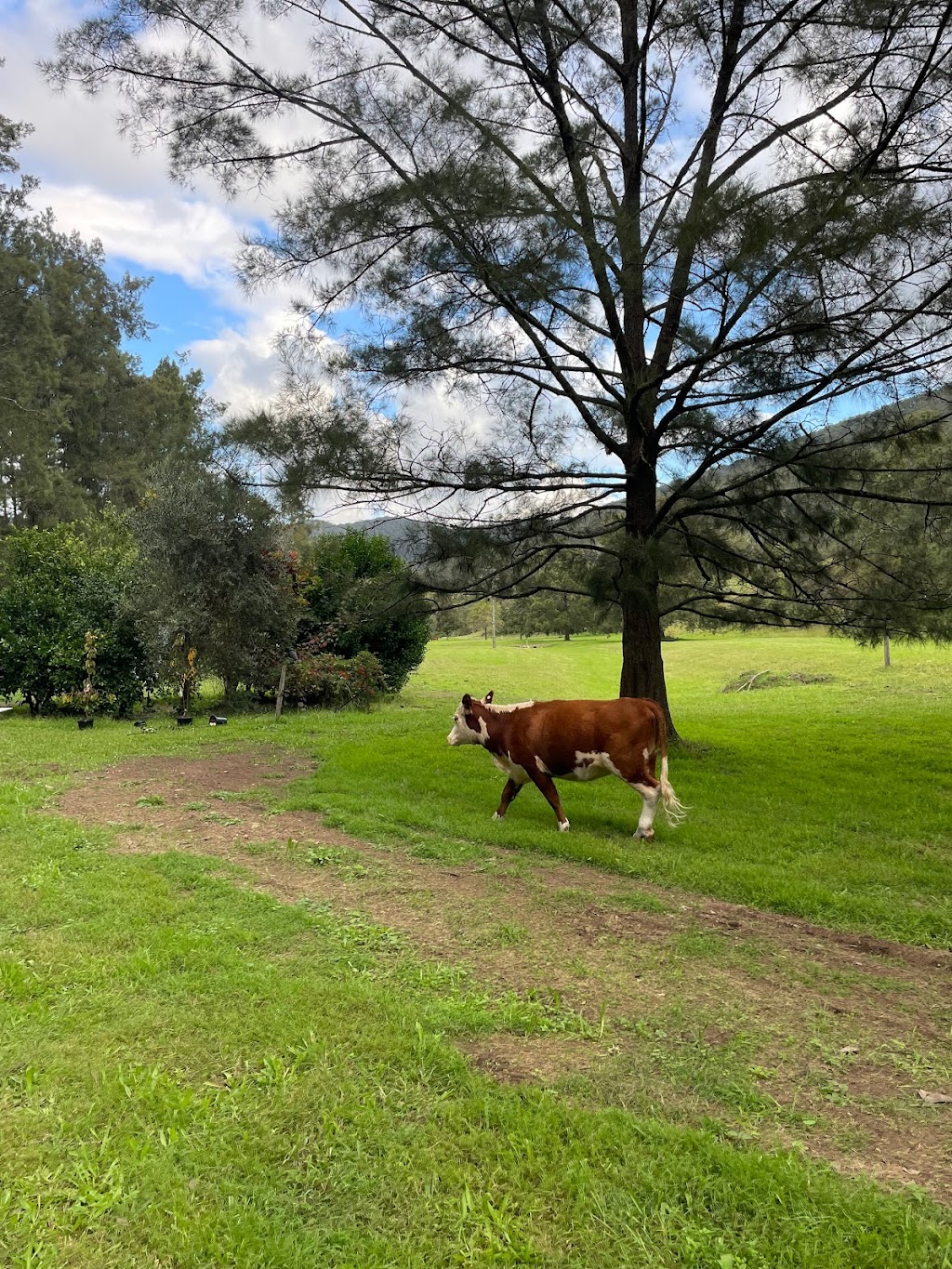 Bower on Bowman Tiny Home | 1369 Bowman River Rd, Bowman NSW 2422, Australia | Phone: 0407 784 901