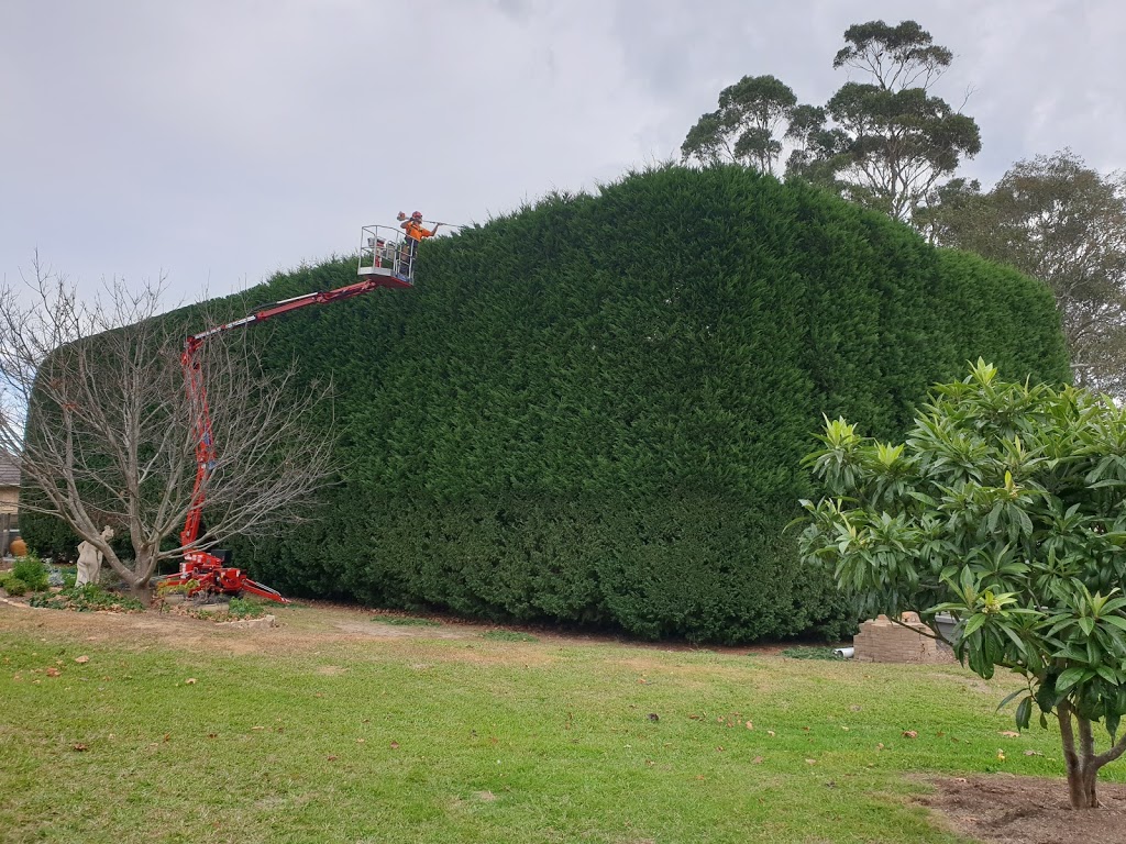 Barnes Tree Services | 36 Garrett St, Moss Vale NSW 2577, Australia | Phone: 0425 395 388