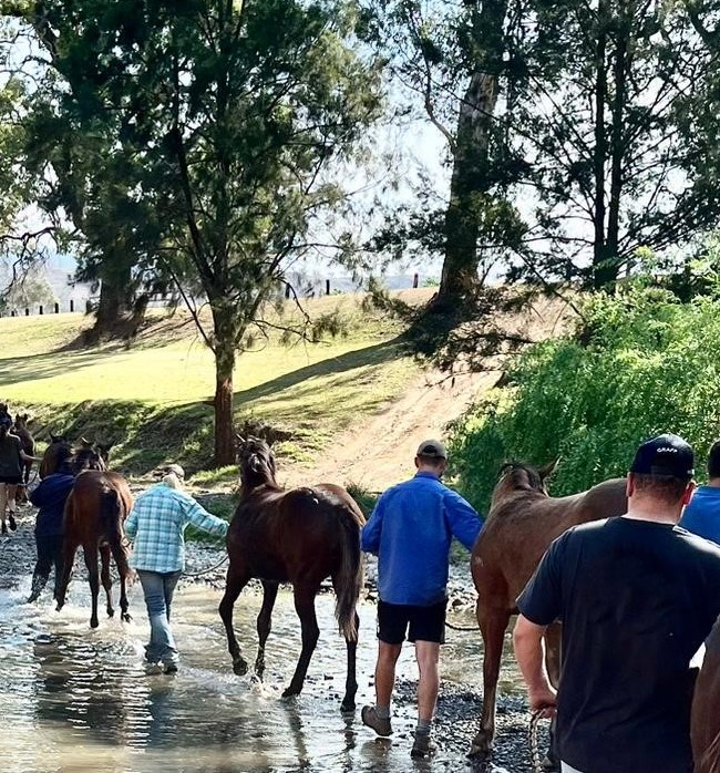 Alma Vale Thoroughbreds | 3111 New England Hwy, Scone NSW 2337, Australia | Phone: (02) 6545 8065