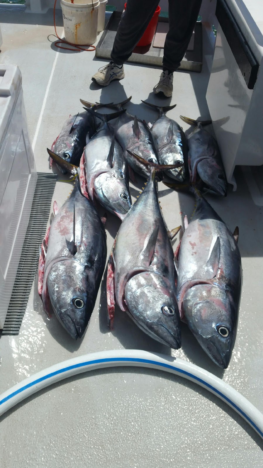 Southern Fishing Charters | 29 Fleurieu Ave, Cape Jervis SA 5204, Australia | Phone: (08) 8598 0146