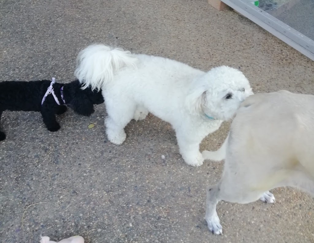 Chuck and Scratch doggy daycare | Clayton Rd, Lammermoor QLD 4703, Australia | Phone: 0466 902 151