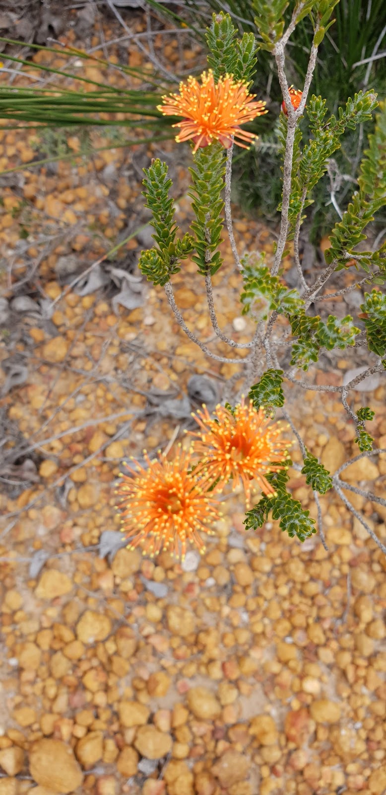 Alexander Morrison National Park | Eganu WA 6515, Australia | Phone: (08) 9688 6000