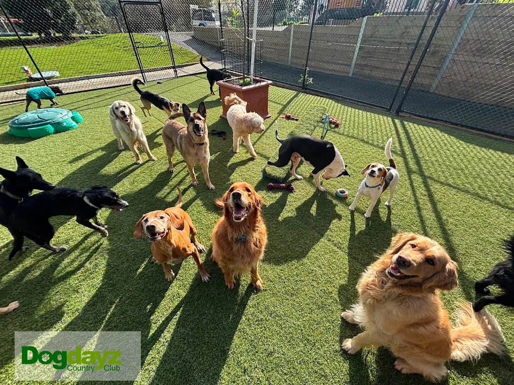 Dogdayz Dog Boarding - Lysterfield | 32 Powells Rd, Lysterfield VIC 3156, Australia | Phone: (03) 9752 7273