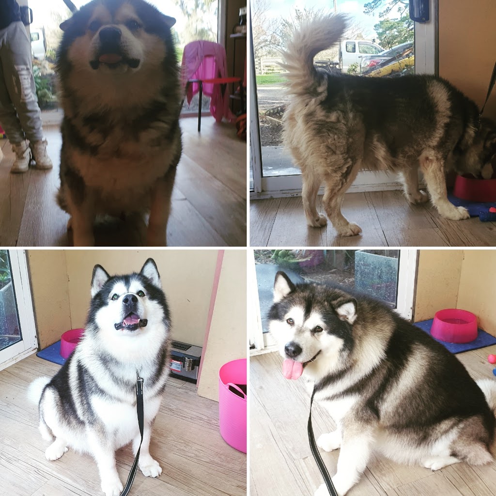 Jess Warren Dog Grooming |  | 1085 Sebastopol-Smythesdale Rd, Smythes Creek VIC 3351, Australia | 0417200193 OR +61 417 200 193