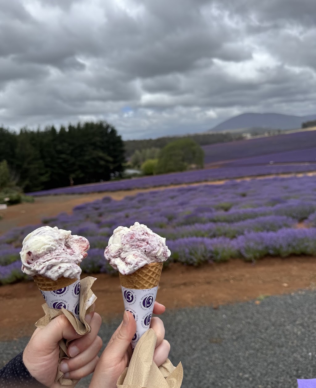 Bridestowe Lavender Farm | 296 Gillespies Rd, Nabowla TAS 7260, Australia | Phone: (03) 6352 8182
