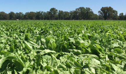 AG Warehouse - North West Fertiliser | 23 Railway Ave, Leitchville VIC 3567, Australia | Phone: (03) 5456 8802