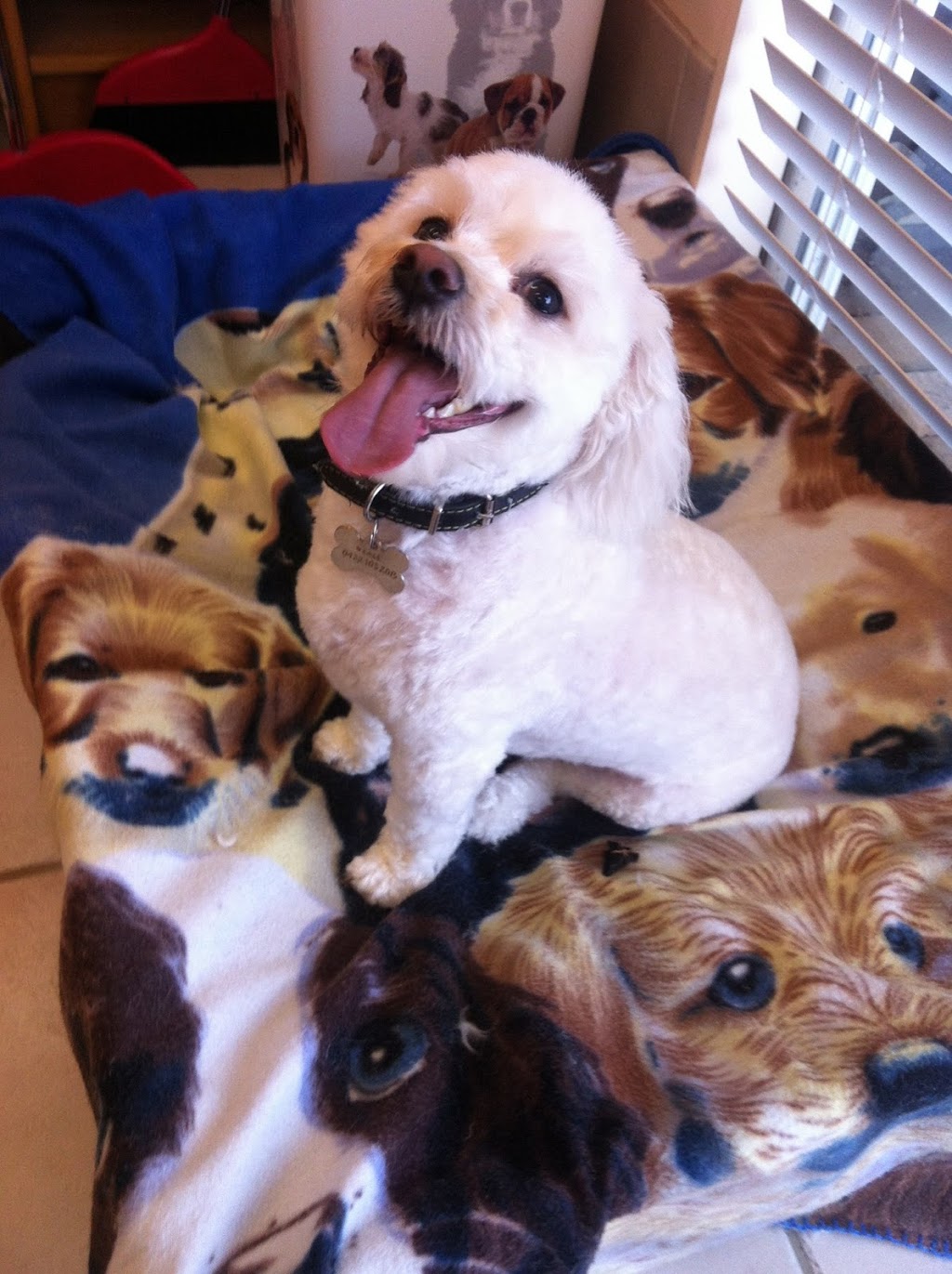 Pawfection Dog Grooming |  | 150 Burns Rd, Inglewood SA 5133, Australia | 0437293730 OR +61 437 293 730