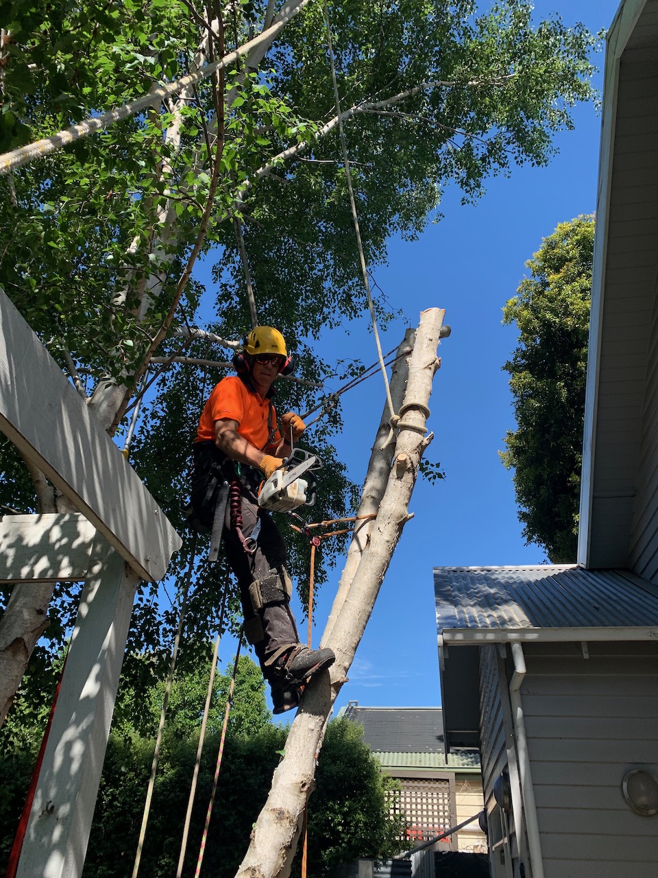 Dr Tree | Pruning | Surgery | Removal | Beach Rd, Sandringham VIC 3191, Australia | Phone: 0491 077 567