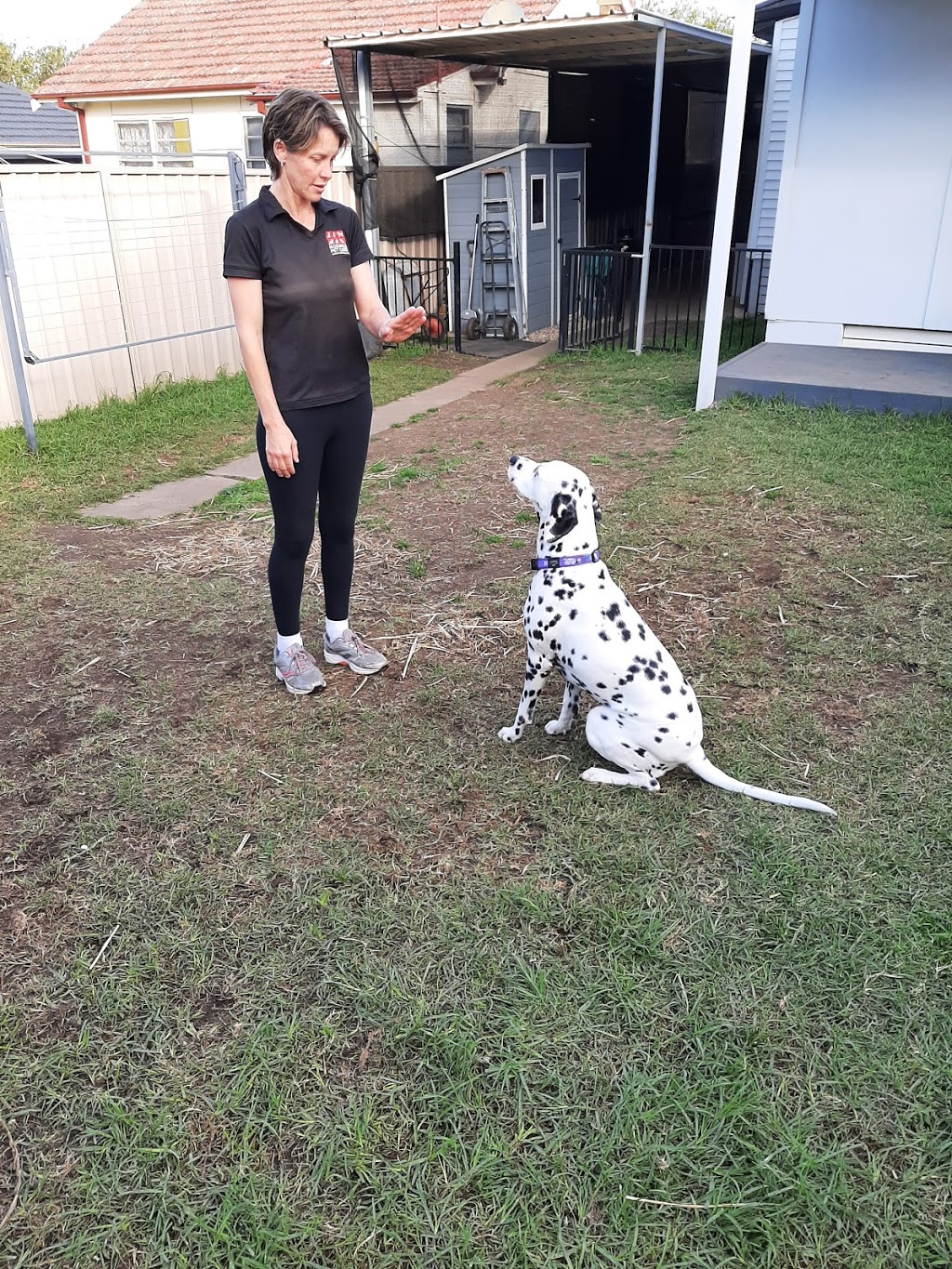 The Dog Exorcist Dog Behaviourist |  | Juno Parade, Greenacre NSW 2190, Australia | 0432750250 OR +61 432 750 250