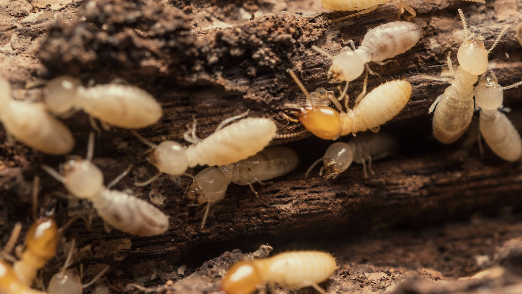 LessPest - Termite Treatments, Termite Inspections & Pest Contro | home goods store | Daryl Dr, Varsity Lakes QLD 4227, Australia | 0497006400 OR +61 497 006 400