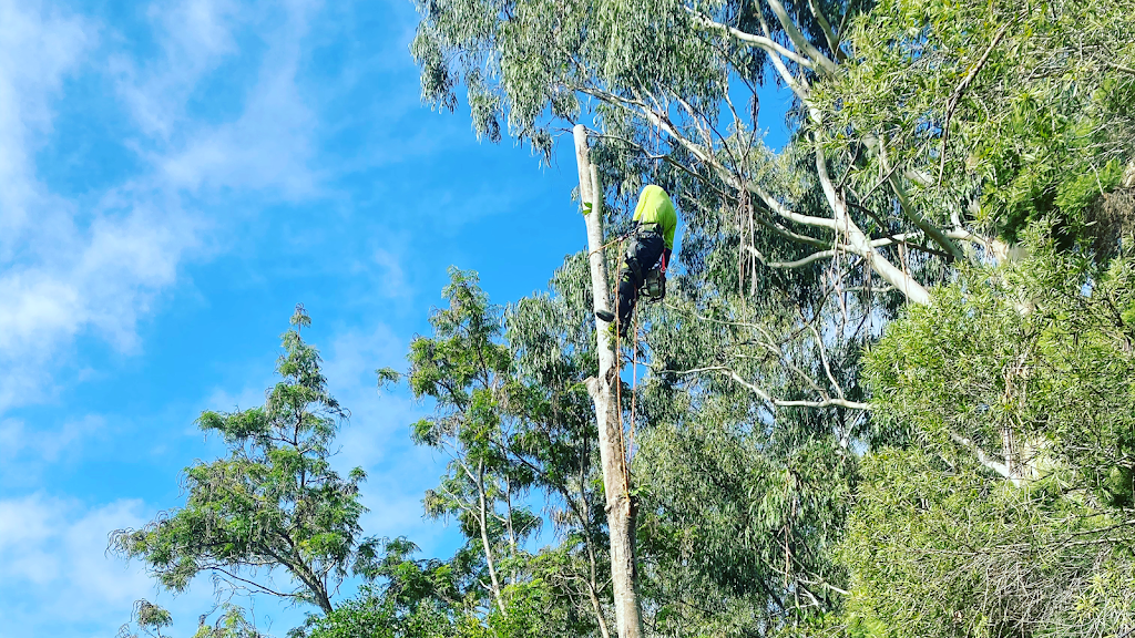 Sunny Coast Tree Removal | 60 Dean Rd, Verrierdale QLD 4562, Australia | Phone: 0422 936 005