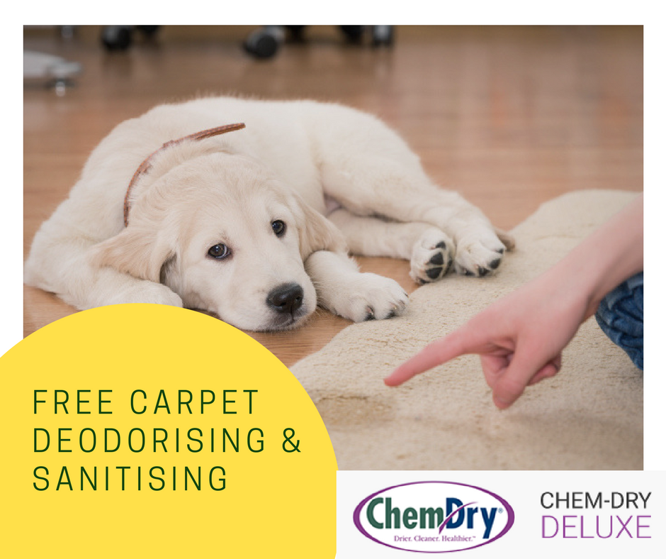 ChemDry Carpet Cleaning | 7 St Andrews Pl, Cronulla NSW 2230, Australia | Phone: 1300 883 554