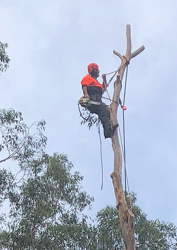 NORTHWEST TREE SERVICES | Servicing Hawkesbury, Windsor, Richmond, Penrith, Blacktown, Jordan Springs McGraths Hill, Clarendon, Box Hill, Pitt Town, Freemans Reach, Emu Plains, 2, Heather Pl, Wilberforce NSW 2756, Australia | Phone: 0404 486 477