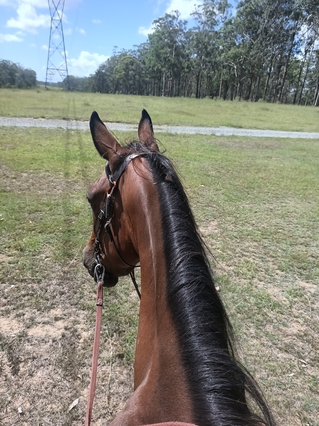 Slickers Horse Riding | 116 Dunlop Ln, Kurwongbah QLD 4503, Australia | Phone: (07) 3285 1444