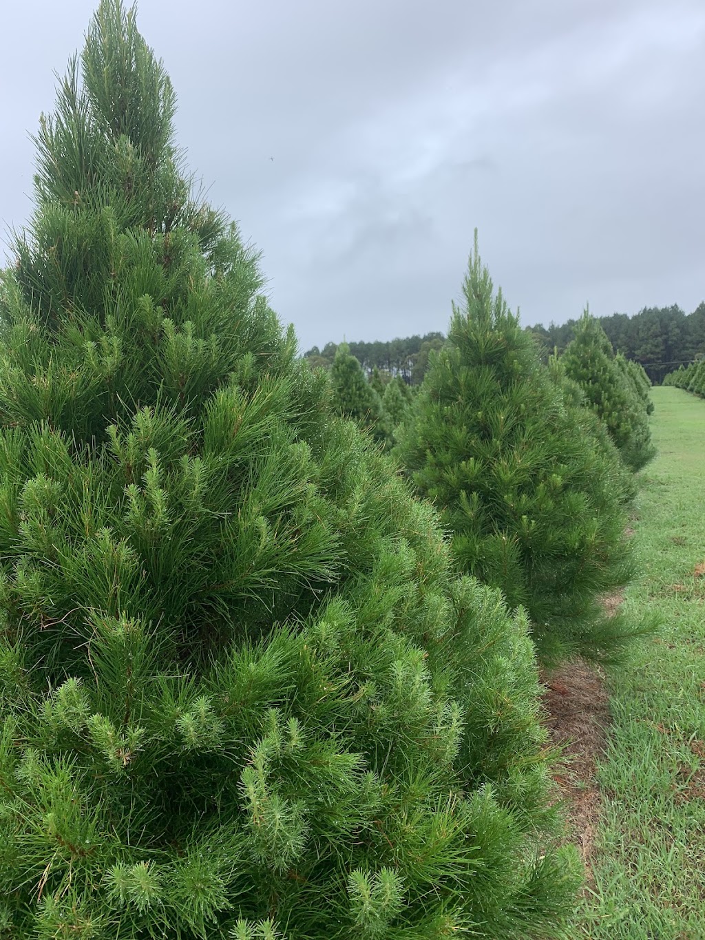 Sunshine Coast Christmas Tree Farm | 63 Endeavour Rd, Beerburrum QLD 4517, Australia | Phone: 0409 059 180