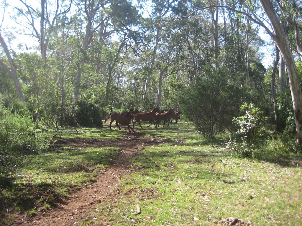 Little Murray campground | Kholwha Trail, Barrington Tops NSW 2422, Australia | Phone: (02) 6538 5300